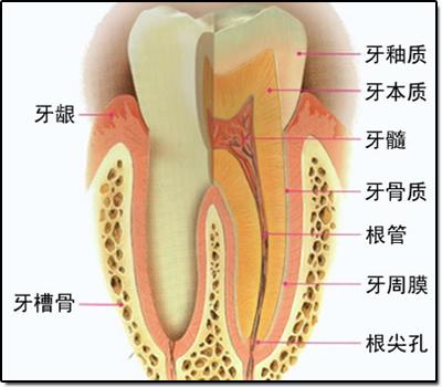 牙根怎么办