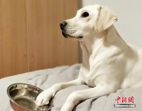 狗狗的狗年：养犬之争无解？