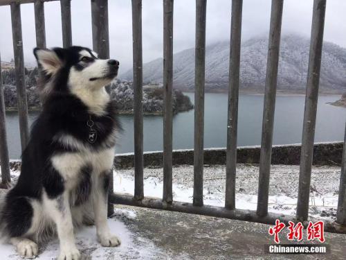 狗狗的狗年：养犬之争无解？