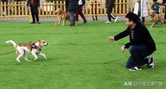 郑州市禁养犬名单2022（河南禁养犬种名单公布）(1)