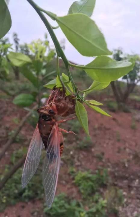 柑橘18种虫害（红蜘蛛、木虱等）的最新防治方法11