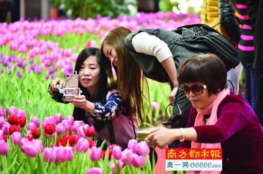 陈村花卉机械展