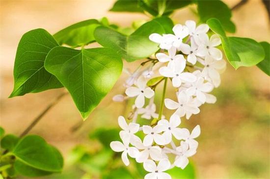 丁香花