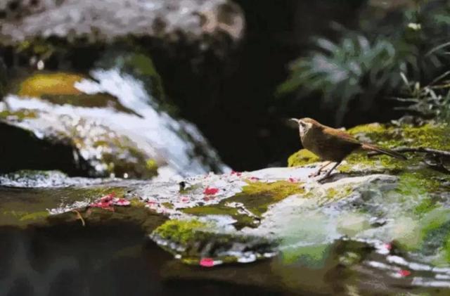 雨水是什么意思(雨水节气是什么意思)