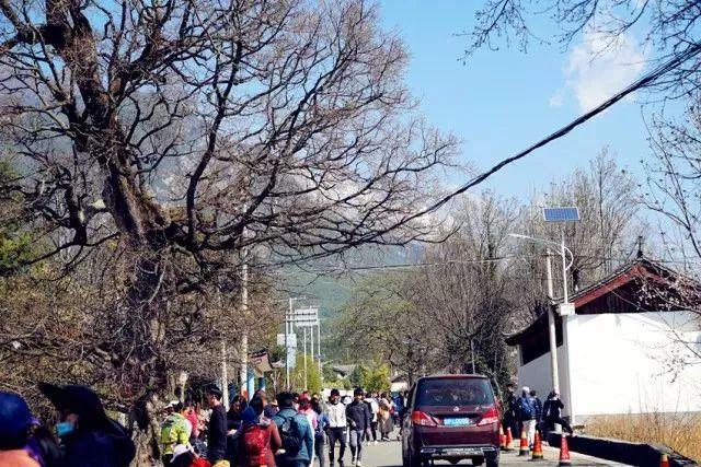 纳西族三多节习俗（纳西族三多节）(8)