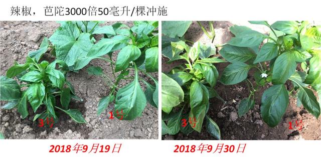 芭陀啶氧菌酯：作物保护专家，更持久更高效！7