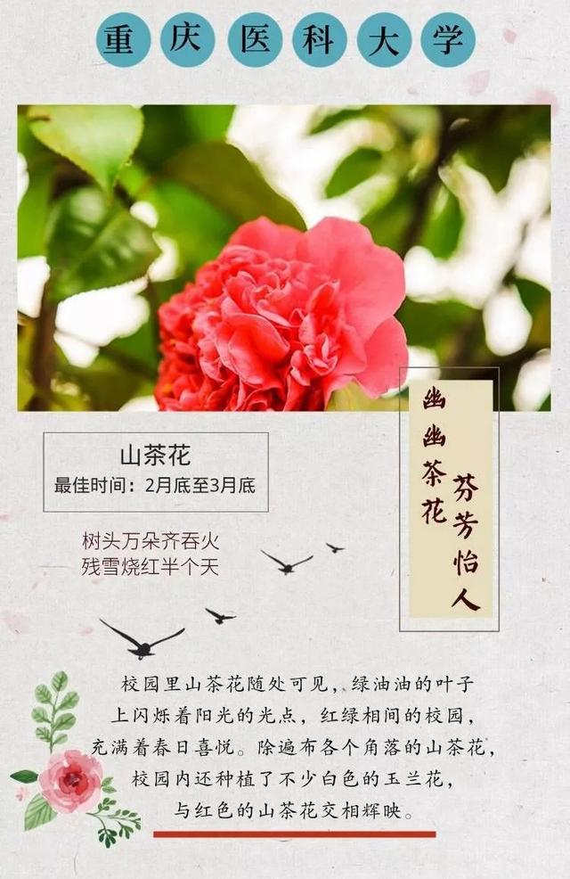 蔷薇花语