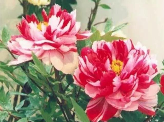 蔷薇花语 蔷薇花语（蔷薇花语录） 生活