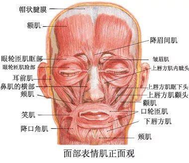 龇牙表情代表什么意思