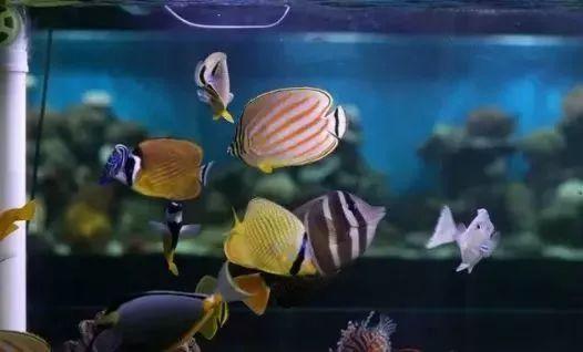 养海鱼过滤机