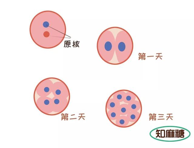 什么是“试管婴儿”？