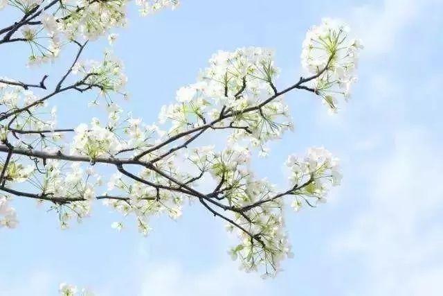 26个村落串起8条游赏线踏青约起来（踏青赏花美如画）(17)