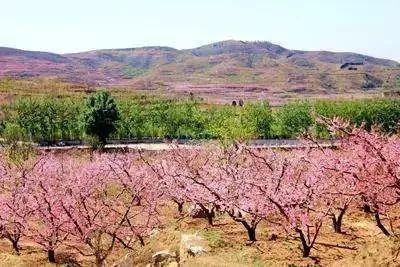 26个村落串起8条游赏线踏青约起来（踏青赏花美如画）(21)