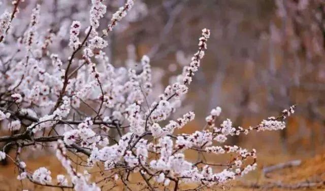 26个村落串起8条游赏线踏青约起来（踏青赏花美如画）(42)