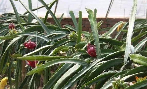 26个村落串起8条游赏线踏青约起来（踏青赏花美如画）(18)