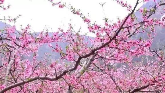 26个村落串起8条游赏线踏青约起来（踏青赏花美如画）(36)