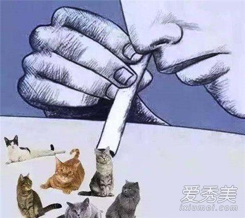 吸猫毒是什么情况 吸猫毒是什么情况（毒猫用的是什么毒） 动物