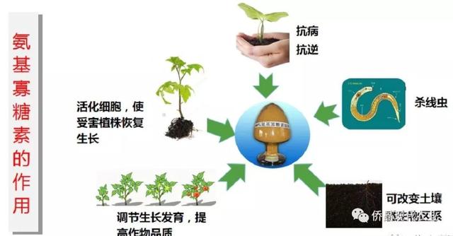 线虫防治新思路：侨昌现代“侨农保”重磅上市3