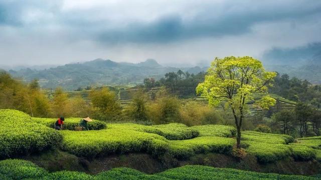 近期茶树病虫害防治方法2