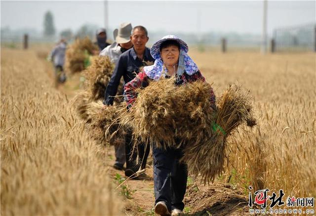 关于伟力达小型破碎机的信息