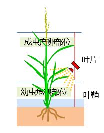 康宽、垄歌、倍内威、艾法迪和9080谁更强？3