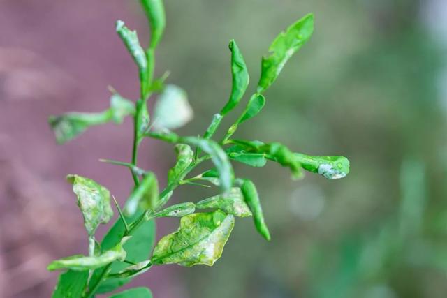 氯溴异氰尿酸被称为杀菌界的“万能药”，但这些注意事项你知道吗？2