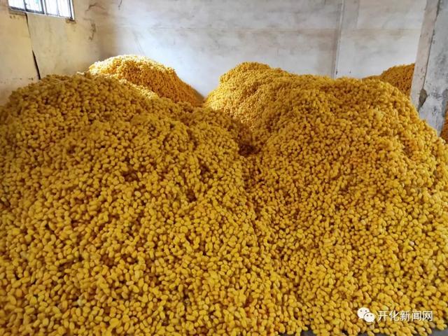 彩色蚕茧 彩色蚕茧（彩色蚕茧怎么出来的） 生活