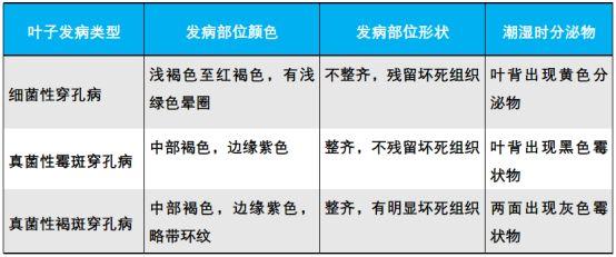 看见桃树穿孔病就害怕！6月雨后容易爆发，4大防治措施你都做了吗？1