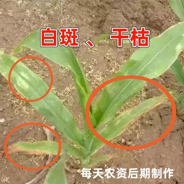 必看，玉米除草剂“关键点”大汇总4