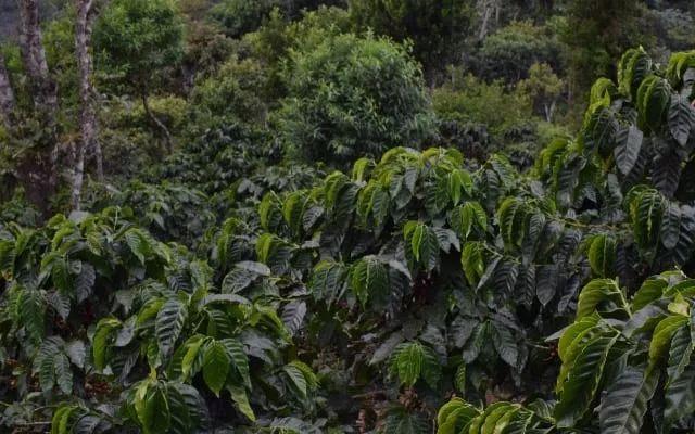 「咖啡种植」如何使用杀菌剂治理咖啡叶锈病？4