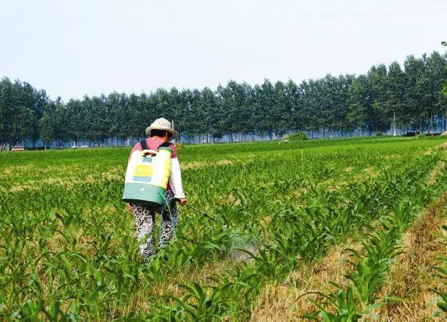 夏季高温天气喷药必须注意这些