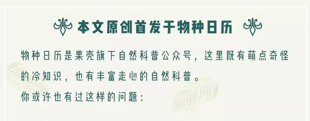 罗小黑这猫是什么品种（你到底是来看罗小黑）(27)