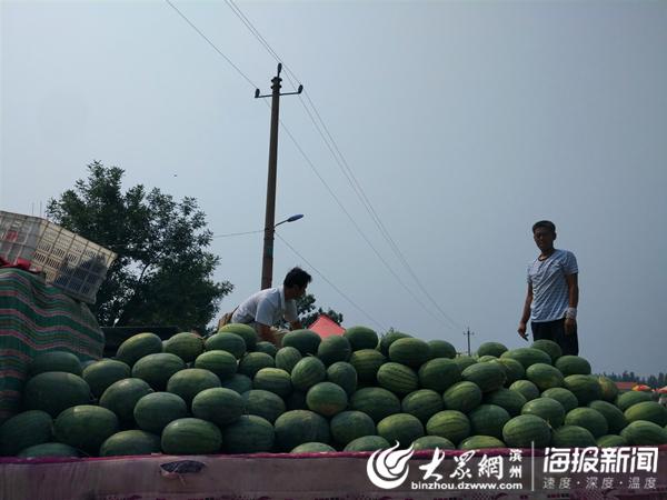 惠民县淄角镇蔬菜大市场开始集中销售露天西瓜