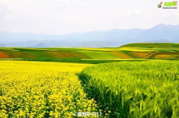 青海即将迎来她最美的100天，全国最后一波油菜花即将到来