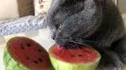 猫咪吃西瓜