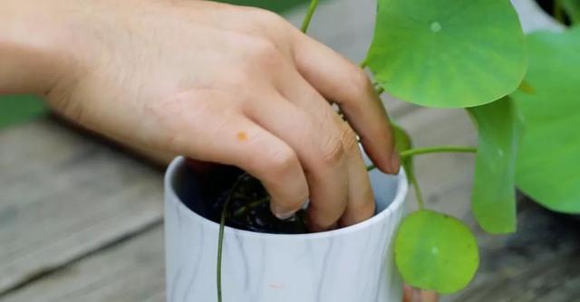 碗莲种植方法图解