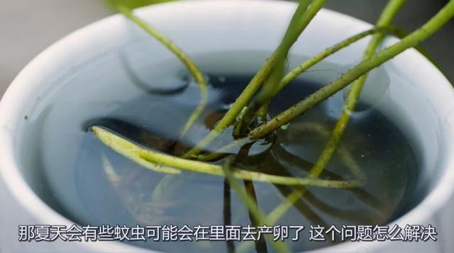 碗莲种植方法图解