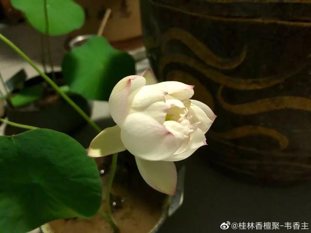 碗莲种植方法图解