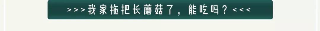 罗小黑这猫是什么品种（你到底是来看罗小黑）(28)