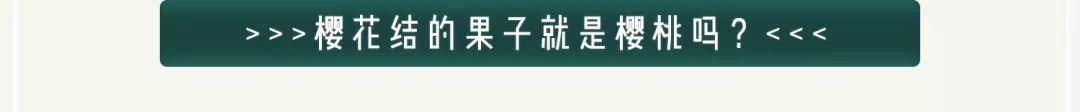 罗小黑这猫是什么品种（你到底是来看罗小黑）(29)