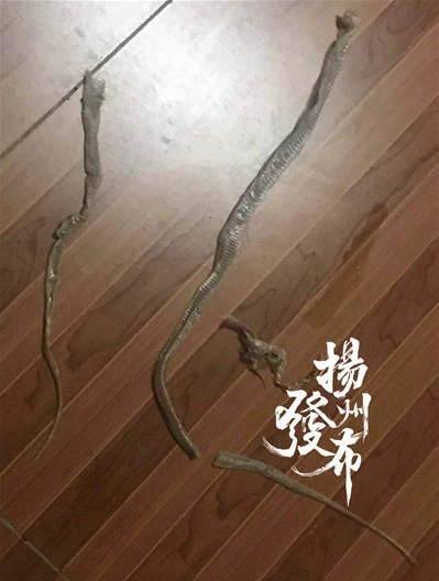 男子家空调缝隙突然掉出个尾巴 还在不停晃动