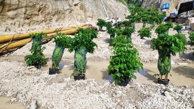 洗砂机洗出的泥能铺草皮吗