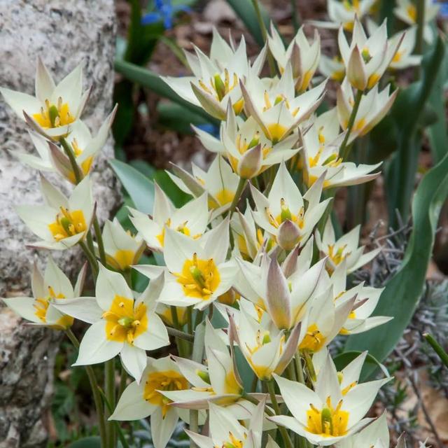 郁金香花期（郁金香花期过后如何养护）