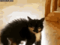 罗小黑这猫是什么品种（你到底是来看罗小黑）(8)