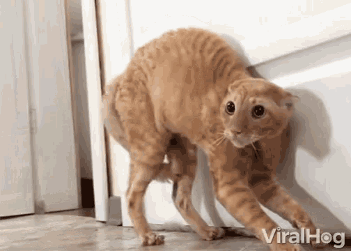 罗小黑这猫是什么品种（你到底是来看罗小黑）(9)