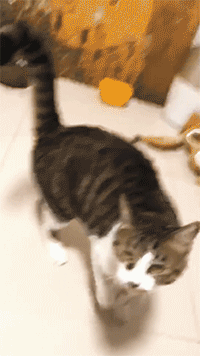 罗小黑这猫是什么品种（你到底是来看罗小黑）(21)