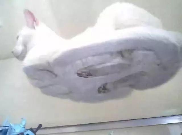 罗小黑这猫是什么品种（你到底是来看罗小黑）(15)