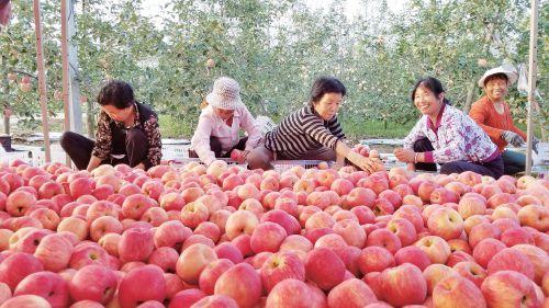 陕西凤翔县早熟苹果走俏一线城市市场