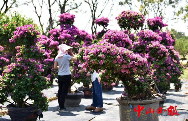三角梅有蓝色花吗（五种颜色一棵树）(3)