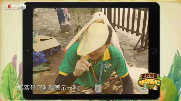 电鳗的电从何而来？《正大综艺·动物来啦》揭秘电鳗放电全过程